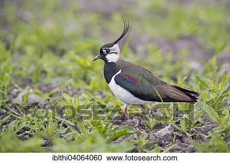 "Lapwing (Vanellus vanellus), breeding plumage, Middle Elbe Biosphere Reserve, Saxony-Anhalt, Germany, Europe" View Large Photo Image Stock Image - "Lapwing (Vanellus vanellus), breeding plumage, Middle Elbe Biosphere Reserve, Saxony-Anhalt, Germany, Europe". Fotosearch