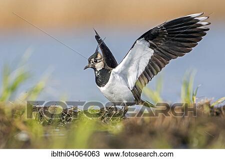 "Lapwing (Vanellus vanellus), breeding plumage, Middle Elbe Biosphere Reserve, Saxony-Anhalt, Germany, Europe" View Large Photo Image Stock Image - "Lapwing (Vanellus vanellus), breeding plumage, Middle Elbe Biosphere Reserve, Saxony-Anhalt, Germany, Europe". Fotosearch