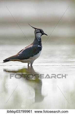 "Lapwing (Vanellus vanellus), Saxony, Germany, Europe" View Large Photo Image Stock Image - "Lapwing (Vanellus vanellus), Saxony, Germany, Europe". Fotosearch