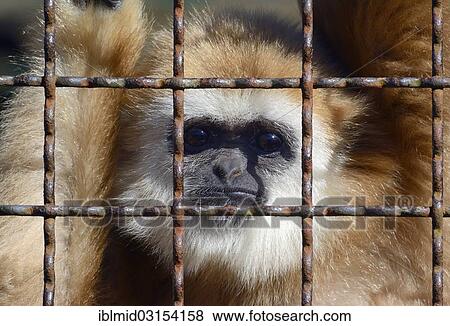 "Lar Gibbon (Hylobates lar), sandy morph, behind bars, Tierpark, Gettorf, Schleswig-Holstein, Germany, Europe" View Large Photo Image Stock Photo - "Lar Gibbon (Hylobates lar), sandy morph, behind bars, Tierpark, Gettorf, Schleswig-Holstein, Germany, Europe". Fotosearch