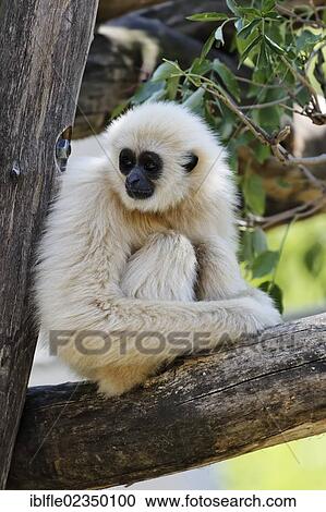 "Lar Gibbon or White-handed Gibbon (Hylobates lar), Tiergarten Schoenbrunn Zoo, Vienna, Austria, Europe" View Large Photo Image Stock Image - "Lar Gibbon or White-handed Gibbon (Hylobates lar), Tiergarten Schoenbrunn Zoo, Vienna, Austria, Europe". Fotosearch