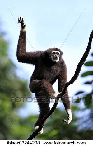 Stock Photo - "Lar Gibbon or White-handed Gibbon (Hylobates lar), balancing on a branch, captive, Singapore, Singapore, Asia". Fotosearch