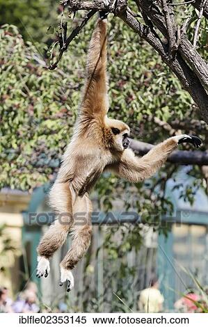 Stock Photography - "Lar Gibbon or White-handed Gibbon (Hylobates lar) swinging from branch to branch, Tiergarten Schoenbrunn, Zoo Vienna, Vienna, Austria, Europe". Fotosearch