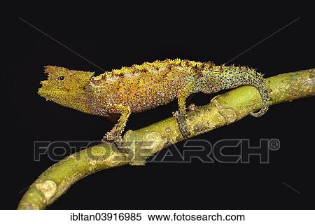 "Laraka River Leaf Chameleon (Brookesia vadoni), extremely rare, Marojejy National Park, Sava region, Madagascar, Africa" View Large Photo Image Stock Photography - "Laraka River Leaf Chameleon (Brookesia vadoni), extremely rare, Marojejy National Park, Sava region, Madagascar, Africa". Fotosearch