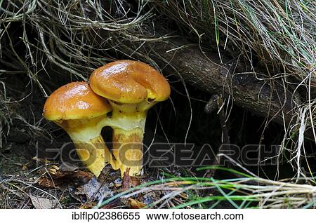 "Larch Bolete (Suillus grevillei), two fruiting bodies, growing in undergrowth, Clumber Park, Nottinghamshire, England, United Kingdom, Europe" View Large Photo Image Stock Photography - "Larch Bolete (Suillus grevillei), two fruiting bodies, growing in undergrowth, Clumber Park, Nottinghamshire, England, United Kingdom, Europe". Fotosearch