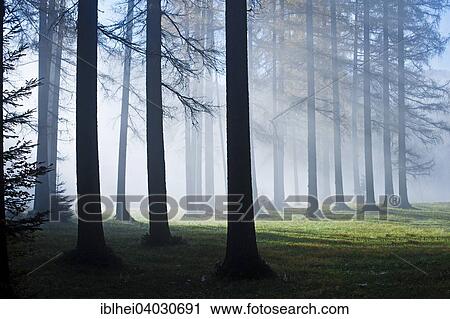 "Larch forest in fog, Almtal, Upper Austria, Austria, Europe" View Large Photo Image Stock Image - "Larch forest in fog, Almtal, Upper Austria, Austria, Europe". Fotosearch