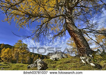 "Larch forest (Larix decidua), Mt Mondscheinspitze, Karwendel Mountains, Tyrol, Austria, Europe" View Large Photo Image Stock Photo - "Larch forest (Larix decidua), Mt Mondscheinspitze, Karwendel Mountains, Tyrol, Austria, Europe". Fotosearch