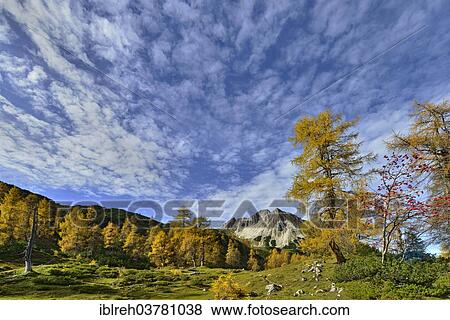 "Larch forest (Larix decidua), Mt Mondscheinspitze, Karwendel Mountains, Tyrol, Austria, Europe" View Large Photo Image Stock Photo - "Larch forest (Larix decidua), Mt Mondscheinspitze, Karwendel Mountains, Tyrol, Austria, Europe". Fotosearch