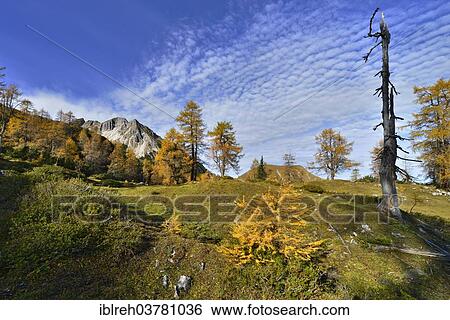 "Larch forest (Larix decidua), Mt Mondscheinspitze, Karwendel Mountains, Tyrol, Austria, Europe" View Large Photo Image Stock Photograph - "Larch forest (Larix decidua), Mt Mondscheinspitze, Karwendel Mountains, Tyrol, Austria, Europe". Fotosearch