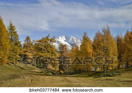 "Larch forest (Larix) in autumn, behind the Zillertal Alps, Tyrol, Austria, Europe" View Large Photo Image Picture - "Larch forest (Larix) in autumn, behind the Zillertal Alps, Tyrol, Austria, Europe". Fotosearch