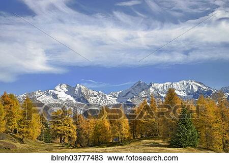 "Larch forest (Larix) in autumn, behind the Zillertal Alps, Tyrol, Austria, Europe" View Large Photo Image Stock Image - "Larch forest (Larix) in autumn, behind the Zillertal Alps, Tyrol, Austria, Europe". Fotosearch