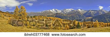 "Larch forest (Larix) in autumn, behind the Zillertal Alps with the mountains Olperer, Fussstein, Schrammacher, and Sagwandspitze, Tyrol, Austria, Europe" View Large Photo Image Stock Photo - "Larch forest (Larix) in autumn, behind the Zillertal Alps with the mountains Olperer, Fussstein, Schrammacher, and Sagwandspitze, Tyrol, Austria, Europe". Fotosearch