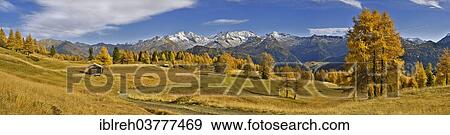 "Larch forest (Larix) in autumn, behind the Zillertal Alps with the mountains Olperer, Fussstein, Schrammacher, and Sagwandspitze, Tyrol, Austria, Europe" View Large Photo Image Stock Photo - "Larch forest (Larix) in autumn, behind the Zillertal Alps with the mountains Olperer, Fussstein, Schrammacher, and Sagwandspitze, Tyrol, Austria, Europe". Fotosearch