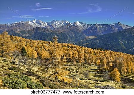 "Larch forest (Larix) in autumn, behind the Zillertal Alps, Tyrol, Austria, Europe" View Large Photo Image Stock Photo - "Larch forest (Larix) in autumn, behind the Zillertal Alps, Tyrol, Austria, Europe". Fotosearch