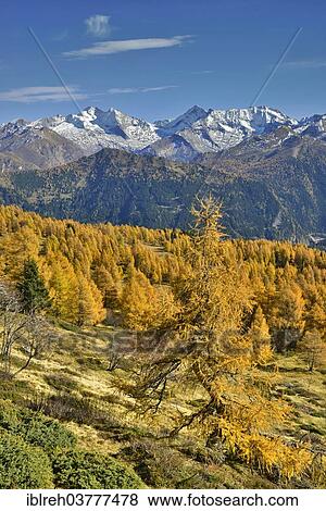 "Larch forest (Larix) in autumn, behind the Zillertal Alps, Tyrol, Austria, Europe" View Large Photo Image Stock Photo - "Larch forest (Larix) in autumn, behind the Zillertal Alps, Tyrol, Austria, Europe". Fotosearch