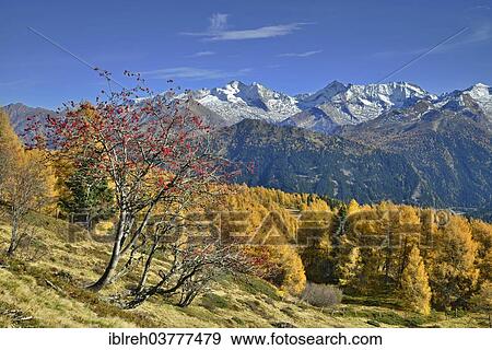 Stock Photo - "Larch forest (Larix) in autumn, behind the Zillertal Alps, Tyrol, Austria, Europe". Fotosearch