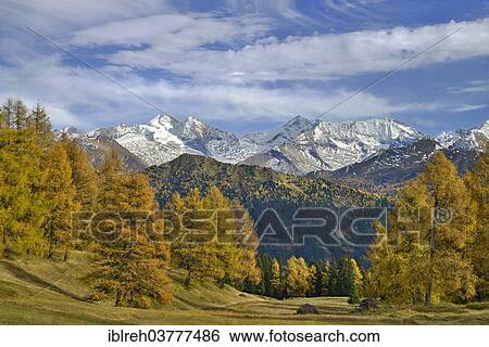Stock Photograph - "Larch forest (Larix) in autumn, behind the Zillertal Alps, Tyrol, Austria, Europe". Fotosearch