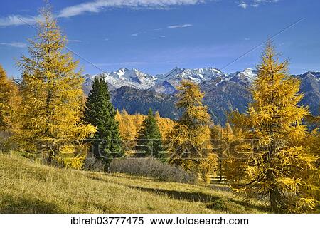 "Larch forest (Larix) in autumn, behind the Zillertal Alps, Tyrol, Austria, Europe" View Large Photo Image Stock Photography - "Larch forest (Larix) in autumn, behind the Zillertal Alps, Tyrol, Austria, Europe". Fotosearch