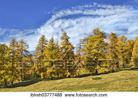 Stock Photo - "Larch forest (Larix) in autumn, Tyrol, Austria, Europe". Fotosearch