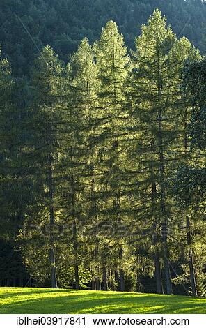 "Larch (Larix), Austria, Europe" View Large Photo Image Stock Image - "Larch (Larix), Austria, Europe". Fotosearch
