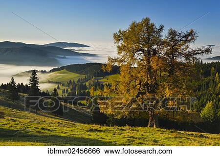 Stock Photograph - "Larch (Larix) in an alpine pasture in autumn with morning fog, Sommeralm, Almenland, Styria, Austria, Europe". Fotosearch