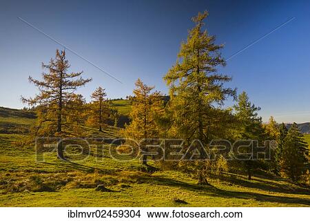 "Larch (Larix) in autumn, Teichalm alpine pasture, Almenland, Styria, Austria, Europe" View Large Photo Image Picture - "Larch (Larix) in autumn, Teichalm alpine pasture, Almenland, Styria, Austria, Europe". Fotosearch