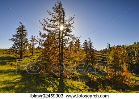 "Larch (Larix) in autumn with sunrays, Teichalm alpine pasture, Almenland, Styria, Austria, Europe" View Large Photo Image Stock Image - "Larch (Larix) in autumn with sunrays, Teichalm alpine pasture, Almenland, Styria, Austria, Europe". Fotosearch