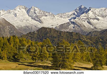 "Larch meadows in front of Olperer Mountain, Fussstein Mountain and Schrammacher Mountain, Vinaders, Obernbergtal, Tyrol, Austria, Europe" View Large Photo Image Stock Image - "Larch meadows in front of Olperer Mountain, Fussstein Mountain and Schrammacher Mountain, Vinaders, Obernbergtal, Tyrol, Austria, Europe". Fotosearch