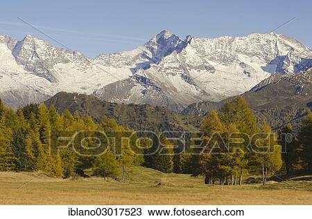"Larch meadows in front of Olperer Mountain, Fussstein Mountain and Schrammacher Mountain, Vinaders, Obernbergtal, Tyrol, Austria, Europe" View Large Photo Image Stock Image - "Larch meadows in front of Olperer Mountain, Fussstein Mountain and Schrammacher Mountain, Vinaders, Obernbergtal, Tyrol, Austria, Europe". Fotosearch