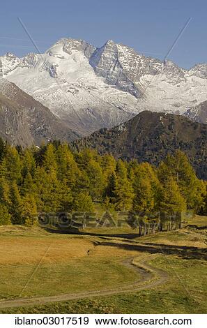 "Larch meadows in front of Olperer Mountain, Vinaders, Obernbergtal, Tyrol, Austria, Europe" View Large Photo Image Stock Photo - "Larch meadows in front of Olperer Mountain, Vinaders, Obernbergtal, Tyrol, Austria, Europe". Fotosearch