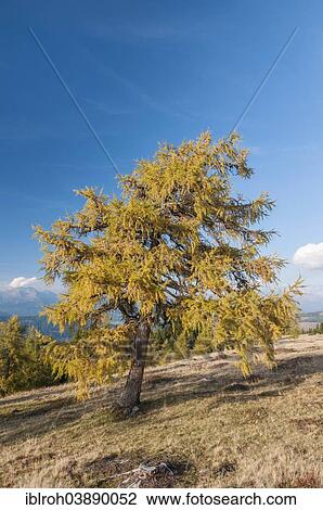 "Larch Tree (Larix) on a mountain pasture in autumn, Lungau Region, Salzburg, Austria, Europe" View Large Photo Image Stock Image - "Larch Tree (Larix) on a mountain pasture in autumn, Lungau Region, Salzburg, Austria, Europe". Fotosearch