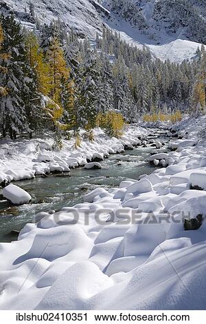 Stock Image - "Larch trees (Larix) in autumn colors, snowy Roseg valley, Pontresina, canton of Grisons, Engadin, Switzerland, Europe". Fotosearch