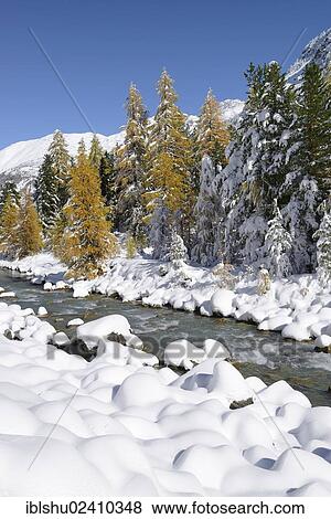 "Larch trees (Larix) in autumn colors, snowy Roseg valley, Pontresina, canton of Grisons, Engadin, Switzerland, Europe" View Large Photo Image Stock Photo - "Larch trees (Larix) in autumn colors, snowy Roseg valley, Pontresina, canton of Grisons, Engadin, Switzerland, Europe". Fotosearch