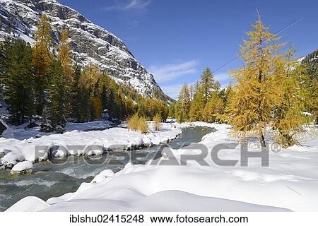 Stock Photo - Larch trees (Larix) in autumn colors, snowy Roseg valley, Pontresina, canton of Grisons, Engadin, Switzerland, Europe. Fotosearch