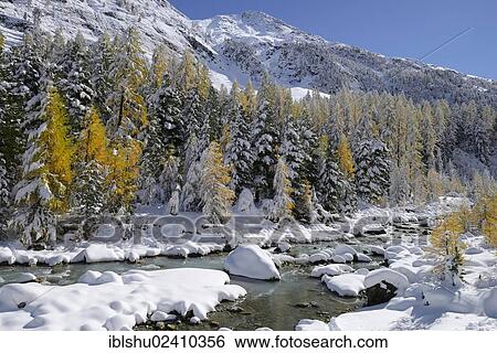 "Larch trees (Larix) in autumn colors, snowy Roseg valley, Pontresina, canton of Grisons, Engadin, Switzerland, Europe" View Large Photo Image Stock Photograph - "Larch trees (Larix) in autumn colors, snowy Roseg valley, Pontresina, canton of Grisons, Engadin, Switzerland, Europe". Fotosearch