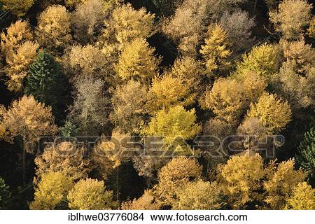 "Larch trees (Larix) in autumn, Hamburg, Germany, Europe" View Large Photo Image Picture - "Larch trees (Larix) in autumn, Hamburg, Germany, Europe". Fotosearch