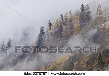 "Larches (Larix decidua) in the first snowfall of the season, Vals, Steinach, Tiroler Oberland, Tyrol, Austria, Europe" View Large Photo Image Stock Image - "Larches (Larix decidua) in the first snowfall of the season, Vals, Steinach, Tiroler Oberland, Tyrol, Austria, Europe". Fotosearch