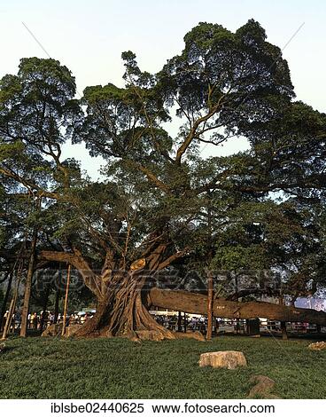 "Large Banyan (Ficus benghalensis), Yangshuo, Guilin, Guangxi, China, Asia" View Large Photo Image Stock Photography - "Large Banyan (Ficus benghalensis), Yangshuo, Guilin, Guangxi, China, Asia". Fotosearch