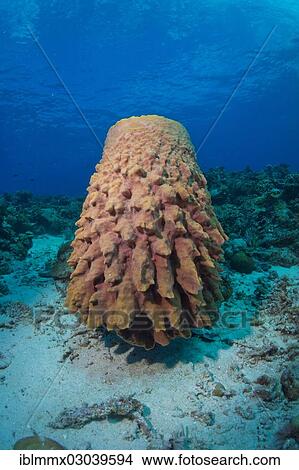 "Large Barrel Sponge (Xestospongia testudinaria), Mulaong, Busuanga, Mimaropa, Philippines, Asia" View Large Photo Image Picture - "Large Barrel Sponge (Xestospongia testudinaria), Mulaong, Busuanga, Mimaropa, Philippines, Asia". Fotosearch