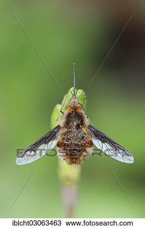 "Large Bee Fly (Bombylius major), North Rhine-Westphalia, Germany, Europe" View Large Photo Image Stock Image - "Large Bee Fly (Bombylius major), North Rhine-Westphalia, Germany, Europe". Fotosearch