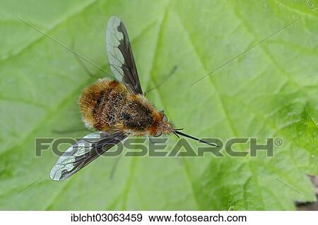 Stock Photo - "Large Bee Fly (Bombylius major), North Rhine-Westphalia, Germany, Europe". Fotosearch