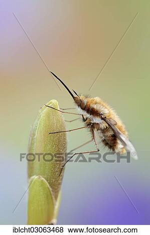 "Large Bee Fly (Bombylius major), North Rhine-Westphalia, Germany, Europe" View Large Photo Image Stock Photo - "Large Bee Fly (Bombylius major), North Rhine-Westphalia, Germany, Europe". Fotosearch