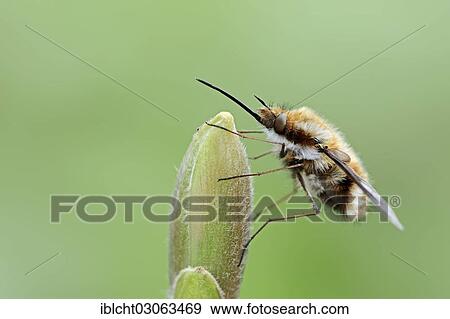 "Large Bee Fly (Bombylius major), North Rhine-Westphalia, Germany, Europe" View Large Photo Image Stock Photo - "Large Bee Fly (Bombylius major), North Rhine-Westphalia, Germany, Europe". Fotosearch