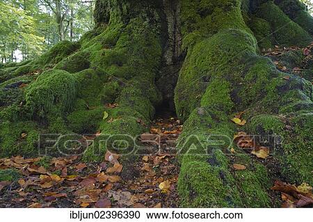 "Large beech (Fagus sylvatica) near Krombach, remnant of an old hedgerow, between Siegerland and Sauerland regions, Kreuztal, Siegerland region, Siegen-Wittgenstein district, North Rhine-Westphalia, Germany, Europe" View Large Photo Image Stock Image - "Large beech (Fagus sylvatica) near Krombach, remnant of an old hedgerow, between Siegerland and Sauerland regions, Kreuztal, Siegerland region, Siegen-Wittgenstein district, North Rhine-Westphalia, Germany, Europe". Fotosearch
