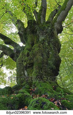 "Large beech (Fagus sylvatica) near Krombach, remnant of an old hedgerow, between Siegerland and Sauerland regions, Kreuztal, Siegerland region, Siegen-Wittgenstein district, North Rhine-Westphalia, Germany, Europe" View Large Photo Image Stock Image - "Large beech (Fagus sylvatica) near Krombach, remnant of an old hedgerow, between Siegerland and Sauerland regions, Kreuztal, Siegerland region, Siegen-Wittgenstein district, North Rhine-Westphalia, Germany, Europe". Fotosearch