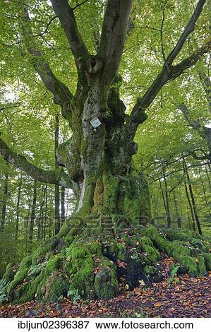 "Large beech (Fagus sylvatica) near Krombach, remnant of an old hedgerow, between Siegerland and Sauerland regions, Kreuztal, Siegerland region, Siegen-Wittgenstein district, North Rhine-Westphalia, Germany, Europe" View Large Photo Image Stock Photo - "Large beech (Fagus sylvatica) near Krombach, remnant of an old hedgerow, between Siegerland and Sauerland regions, Kreuztal, Siegerland region, Siegen-Wittgenstein district, North Rhine-Westphalia, Germany, Europe". Fotosearch