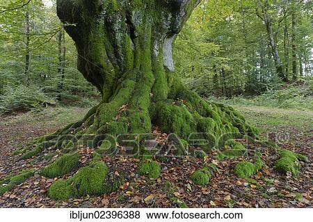 "Large beech (Fagus sylvatica) near Krombach, remnant of an old hedgerow, between Siegerland and Sauerland regions, Kreuztal, Siegerland region, Siegen-Wittgenstein district, North Rhine-Westphalia, Germany, Europe" View Large Photo Image Stock Photo - "Large beech (Fagus sylvatica) near Krombach, remnant of an old hedgerow, between Siegerland and Sauerland regions, Kreuztal, Siegerland region, Siegen-Wittgenstein district, North Rhine-Westphalia, Germany, Europe". Fotosearch