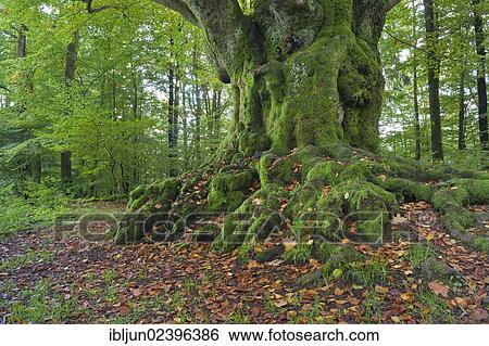 "Large beech (Fagus sylvatica) near Krombach, remnant of an old hedgerow, between Siegerland and Sauerland regions, Kreuztal, Siegerland region, Siegen-Wittgenstein district, North Rhine-Westphalia, Germany, Europe" View Large Photo Image Stock Photograph - "Large beech (Fagus sylvatica) near Krombach, remnant of an old hedgerow, between Siegerland and Sauerland regions, Kreuztal, Siegerland region, Siegen-Wittgenstein district, North Rhine-Westphalia, Germany, Europe". Fotosearch
