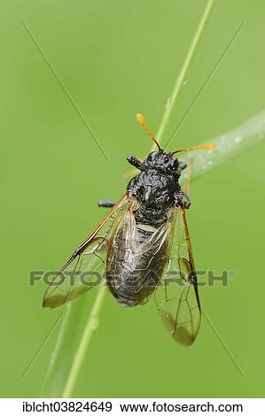 "Large Birch Sawfly (Cimbex femoratus), North Rhine-Westphalia, Germany, Europe" View Large Photo Image Stock Photo - "Large Birch Sawfly (Cimbex femoratus), North Rhine-Westphalia, Germany, Europe". Fotosearch