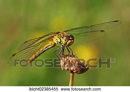 "Large Darter dragonfly (Sympetrum striolatum), female, North Rhine-Westphalia, Germany, Europe" View Large Photo Image Stock Photography - "Large Darter dragonfly (Sympetrum striolatum), female, North Rhine-Westphalia, Germany, Europe". Fotosearch